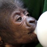 La bebé gorila que nació por cesárea (VIDEO)