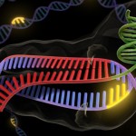 El CRISPR Cas9, «una herramienta que se puede usar para controlar la evolución humana»