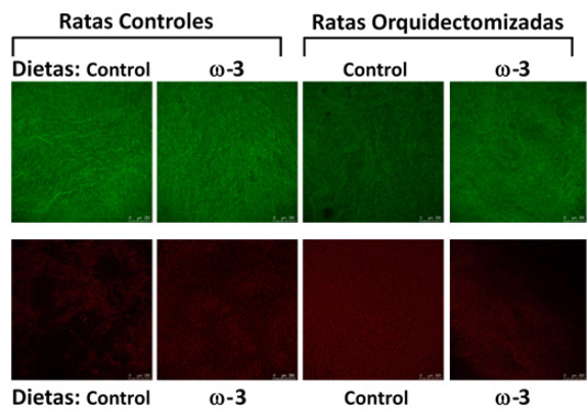 Efecto de la orquidectomía y de la dieta suplementada con omega-3 (w-3) en la producción de óxido nítrico (fotografías superiores) y de anión superóxido (fotografías inferiores) en la aorta de ratas. | UAM