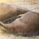 Los gliptodontes eran parientes de los armadillos gigantes