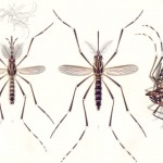 ‘Aedes aegypty’, un peligro mundial de 4 milímetros: Radiografía del mosquito del zika