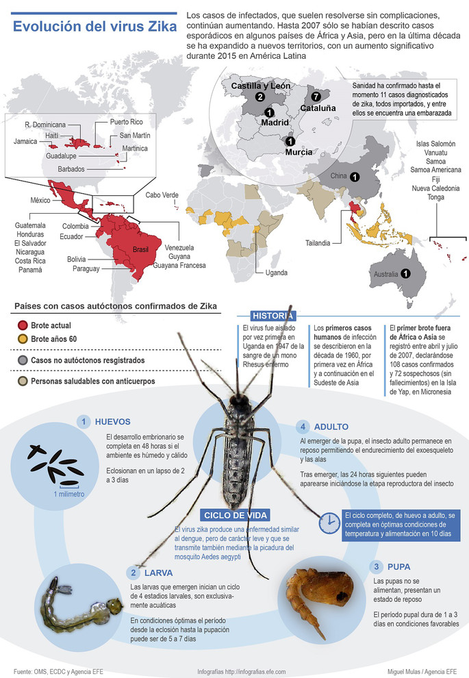 La evolución del zika- EFE