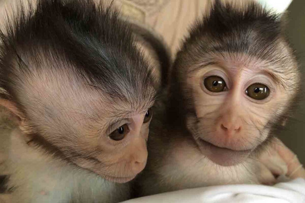 Monos modificados genéticamente con el gen MECP2- Yan-Hong Nie