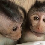 Monos modificados genéticamente muestran síntomas de autismo