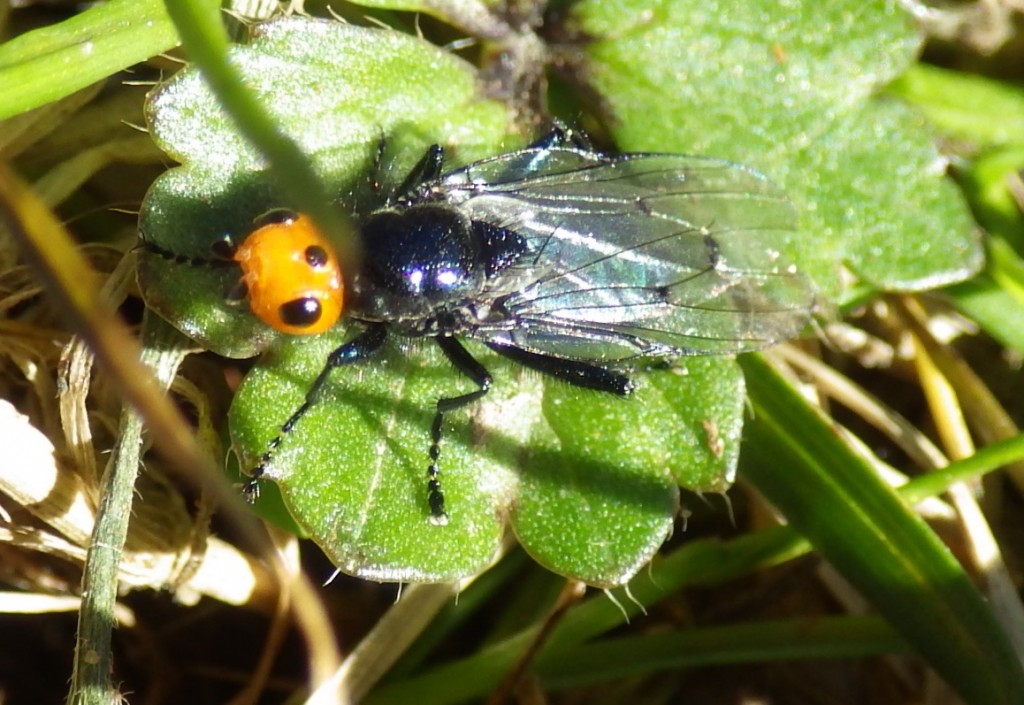 Mosca Thyreophora cynophila- Javier Morales