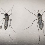 Mosquitos con genes editados para erradicar el zika