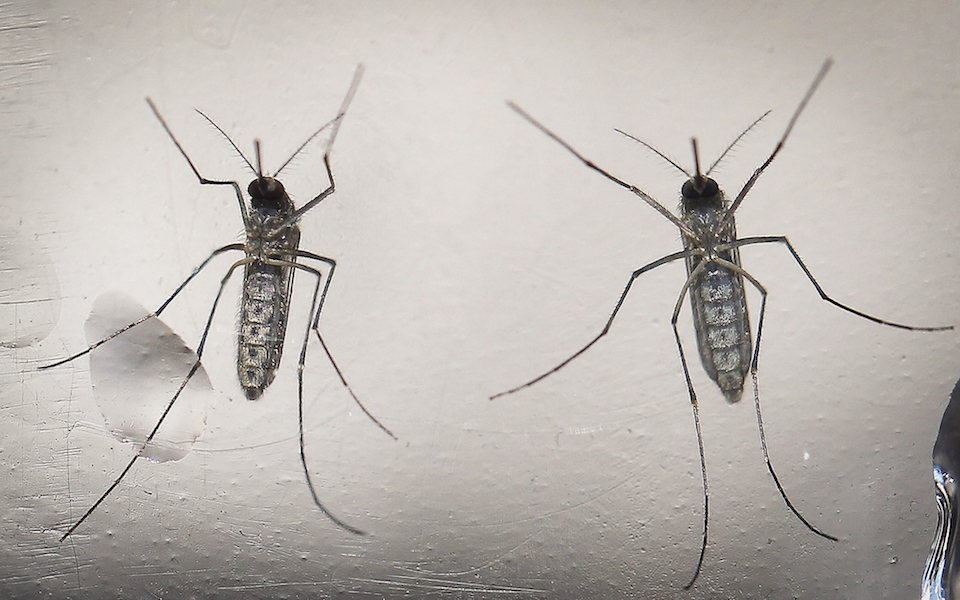 Mosquitos con genes modificados- EPA, Oscar Rivera