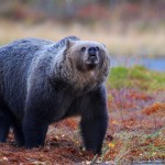 La mitad de los ataques de grandes carnívoros por imprudencias humanas