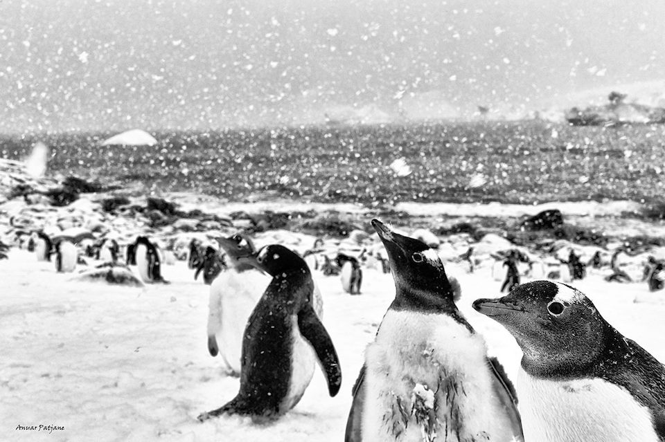Pinguinos en la Antártida- Anuar Patjane Floriuk