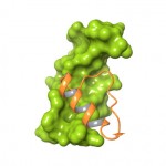 Una proteína muy “esquiva y promiscua” como diana del cáncer