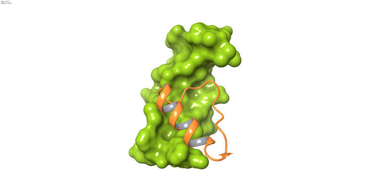 El compuesto Cp28 (en naranja) se une a la proteína EGF (en verde), una diana del cáncer. Dicha interacción impide que EGF se pueda unir a su receptor, EGFR. (Salvador Guardiola, IRB Barcelona)Salvador Guardiola, IRB Barcelona)