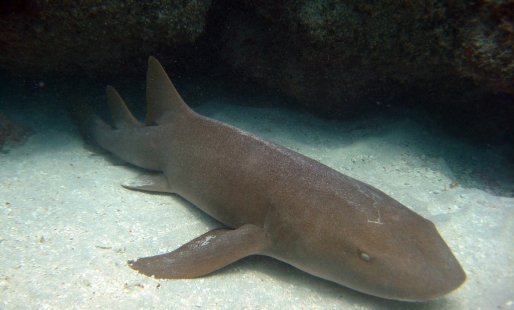 Tiburón nodriza (Ginglymostoma cirratum) en las islas Vírgenes en EE UU- NOAA Photo Library