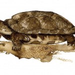 Los humanos comían tortugas hace 400,000 años