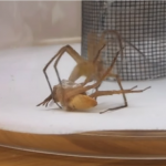 La técnica ‘bondage’ de los machos de araña vivero para no morir en la cópula