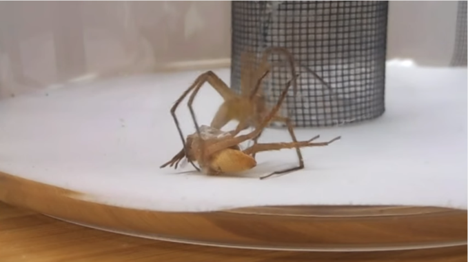 Arañas vivero en cópula- Alissa G Anderson et al