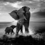Salvar a los elefantes: Día Mundial de la Vida Silvestre 2016
