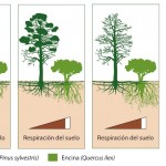 El suelo pierde capacidad de autorreparación al sustituir pinos por encinos