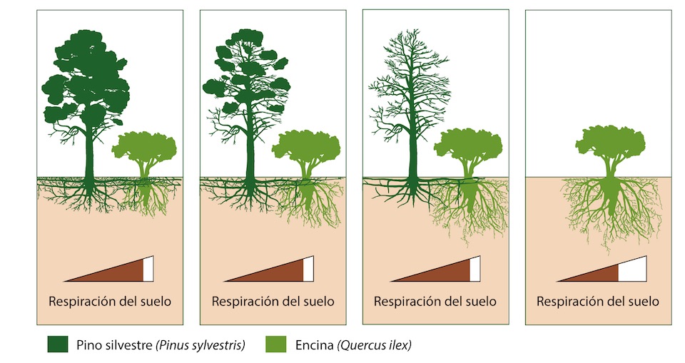 Cuando los pinos se secan, las encinas invaden el espacio radicular que dejan los pinos, y la respiración total del suelo no cambia / Infografía de Josep Barba y J.Luis Ordóñez (CREAF)