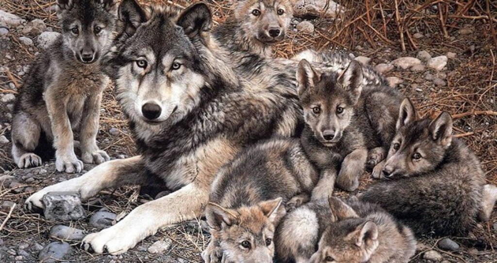Familia de lobos mexicanos