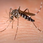 El «Tigre asiático» es el mosquito que realmente debería preocupar