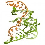 Primera estructura en 3D de la cara enzimática del ADN