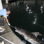 En el Acuario de Veracruz, los tiburones viven más