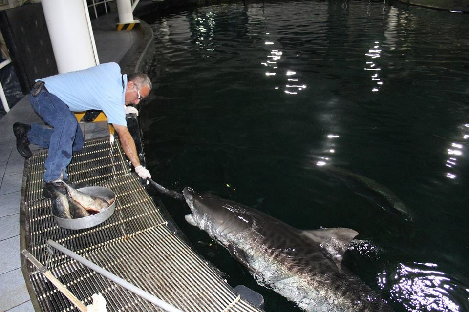 Raúl Marín Osorno, alimentando a un tiburón
