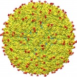 Desvelan la estructura del virus del Zika