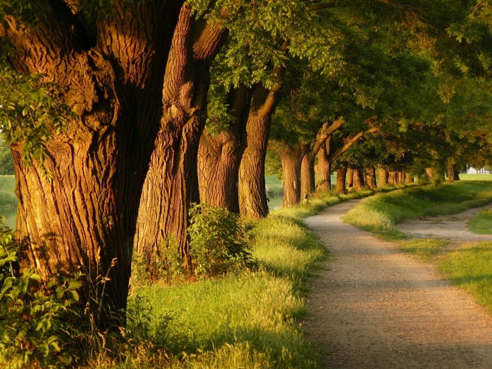 Un camino en el bosque