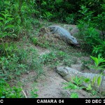 Desvelan cómo hace su nido un yacaré overo