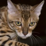 El gato de bengala tiene genes de leopardo