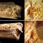 Los antepasados del hombre, eran alimento de carnívoros, hace 500,000 años