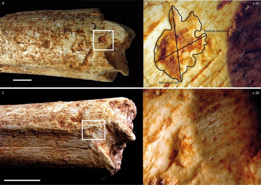 Marcas de dientes de carnívoros en huesos del fémur de homínidos de hace 500,000 años- C Daujeard PLOS ONE e0152284