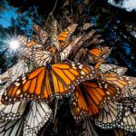 ¿Cómo se orienta la mariposa Monarca en su migración?. Las matemáticas lo explican