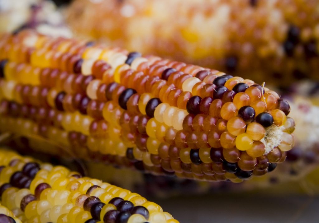 Mazorca de maíz con granos de otros colores, debida a los transposones- Rebecca Anne (CC BY-NC 2.0)