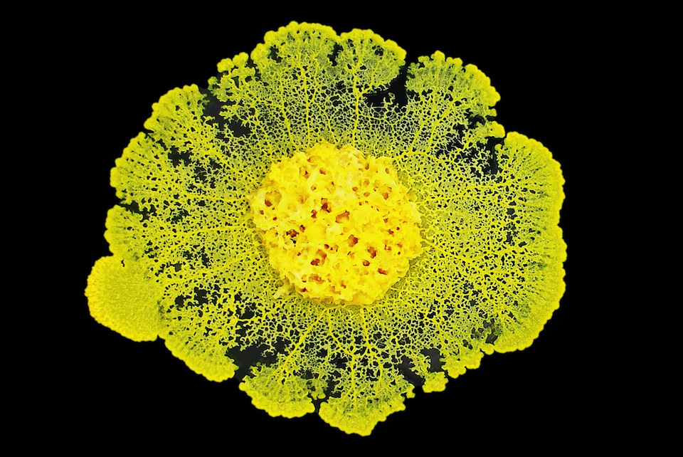 Physarum polycephalum de unos 10 centímetros de diámetro, compuesto de una única célula, es cultivado en laboratorio- Audrey Dussutour (CNRS)