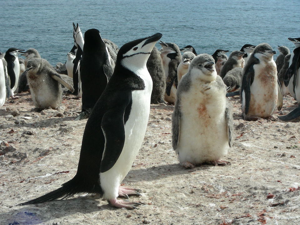 Pingüino antártico, Pygoscelis antarctica- Andrés Barbosa