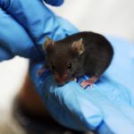 Ratones tartamudos por una mutación genética humana