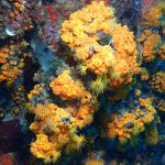 El buceo recreativo afecta al «coral naranja», endémico de Granada