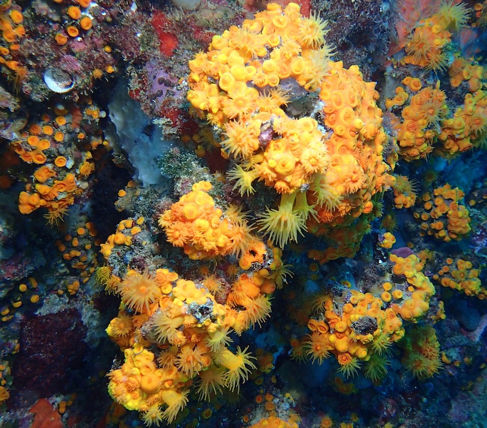 Coral naranja en la costa tropical de Granada- US
