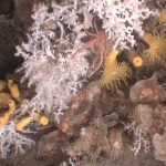 Descubren un rico ecosistema de corales en Cataluña, pero muy vulnerable a la actividad humana