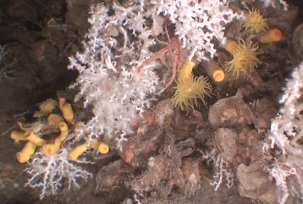 Corales de agua fria- GRC Geociencias Marinas UB