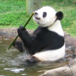 El dolor de estómago frena la vida amorosa de los pandas gigantes