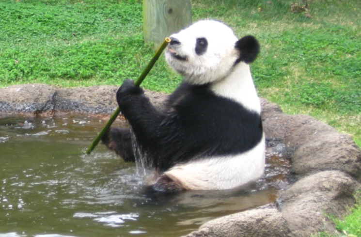 El panda macho Le Le del zoo de Memphis en EE UU se alimenta de caña de bambú- Candace Williams