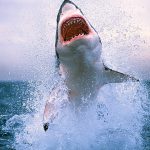 La ciencia desde el Macuiltépetl: El tiburón poeta