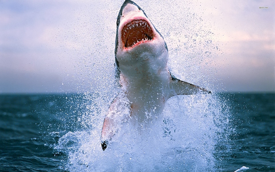El salto del tiburón blanco