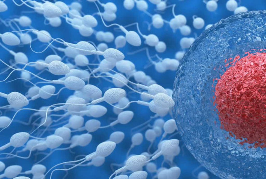 Espermatozoides tratando de entrar al óvulo- Fotolia