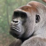 Un metabolismo más rápido que el de otros primates nos alarga la vida