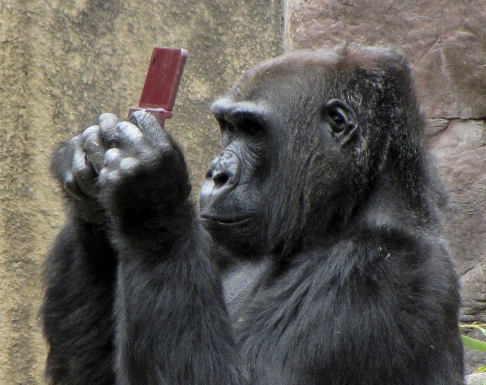 Gorila con teléfono celular