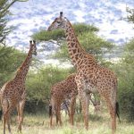 ¿Porqué las jirafas tienen el cuello tan largo?